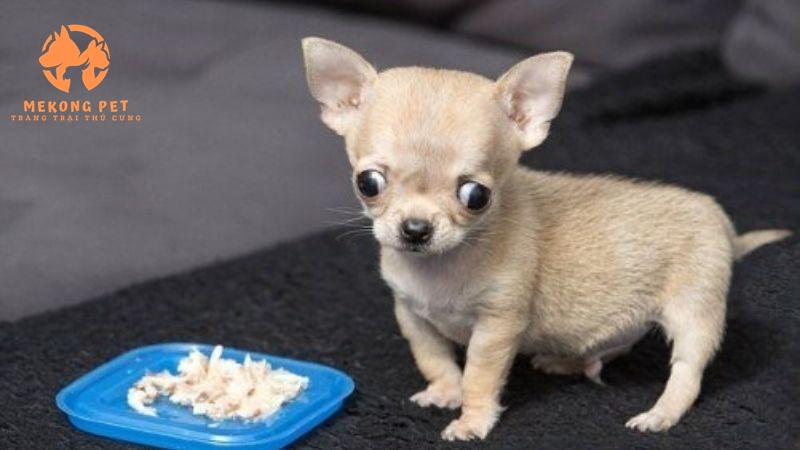 chế độ dinh dưỡng của chó chihuahua